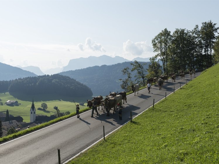 Schwarzenberger Alptag